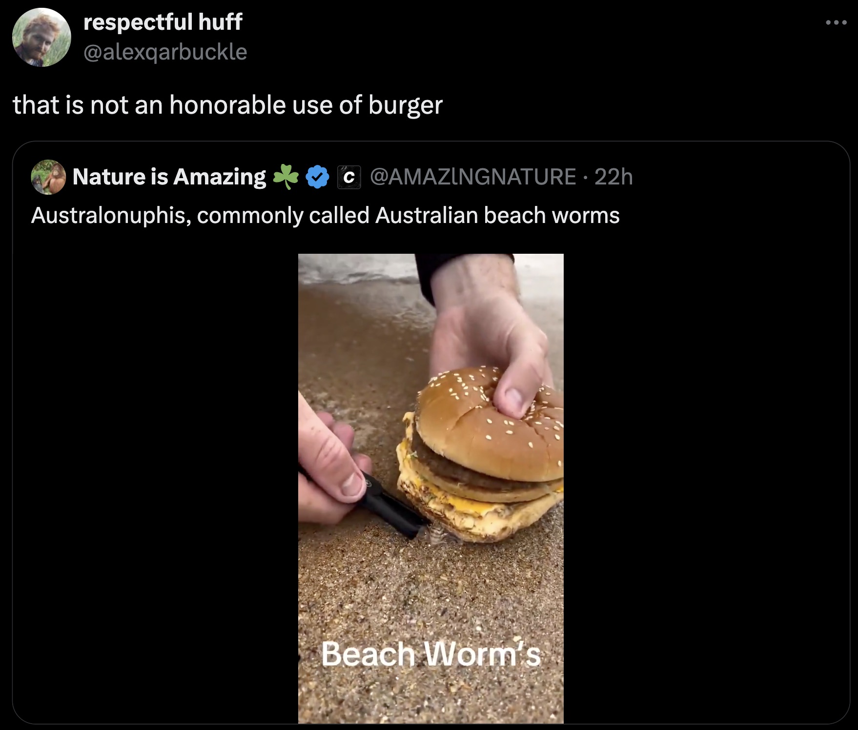 screenshot - respectful huff that is not an honorable use of burger Nature is Amazing C 22h Australonuphis, commonly called Australian beach worms Beach Worm's ...